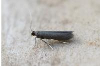 Coptotriche angusticollella