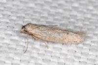 Dysspastus fallax