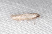 Dysspastus fallax