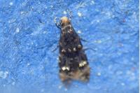Stenoptinea cyaneimarmorella
