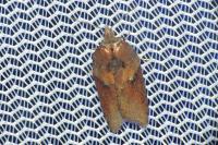 Acleris hastiana