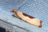 Epinotia solandriana