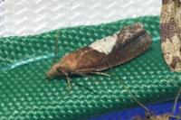 Epinotia solandriana