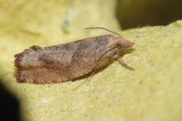 Epinotia solandriana