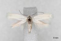 Elachista parvula