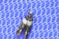 Recurvaria leucatella