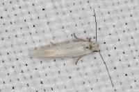Elachista parvula