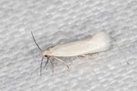 Elachista parvula