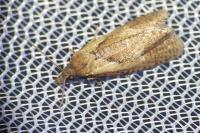 Phtheochroa inopiana