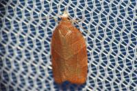 Pandemis cinnamomeana