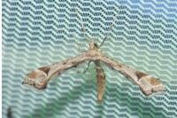 Platyptilia