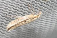 Ypsolopha nemorella