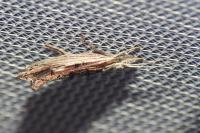 Ypsolopha scabrella