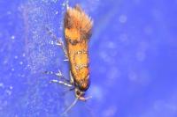 Promalactis procerella