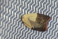 Acleris variegana