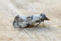 Brevicornutia pallidana