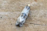 Brevicornutia pallidana