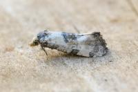 Brevicornutia pallidana