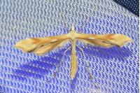 Gillmeria ochrodactyla
