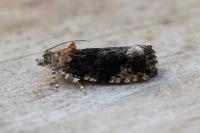 Eudemis profundana