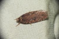 Agonopterix