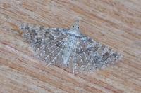 Alucita desmodactyla