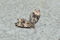 Celypha lacunana