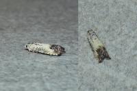 Pammene fasciana