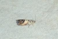 Pammene fasciana