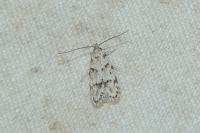 Symmoca signatella