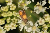Pammene aurana