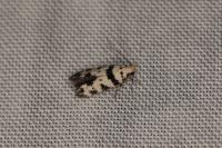 Pseudotelphusa scalella
