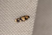 Etainia decentella