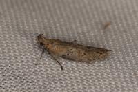 Rosetea rosetella