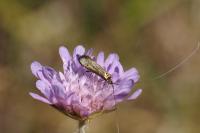 Nemophora metallica