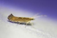 Plutella xylostella