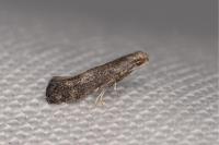 Metriochroa latifoliella