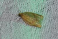 Clepsis consimilana