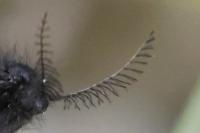 Epichnopterix plumella