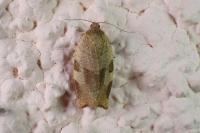 Choristoneura hebenstreitella