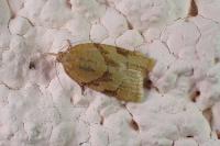 Sparganothis pilleriana