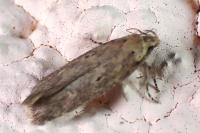 Platyedra subcinerea