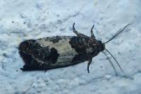 Spilonota ocellana