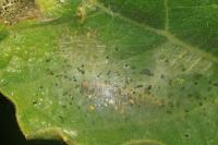 Choreutis nemorana