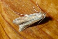 Metzneria neuropterella