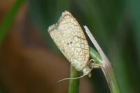 Acleris forsskaleana