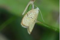 Acleris forsskaleana