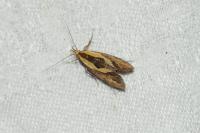 Harpella forficella