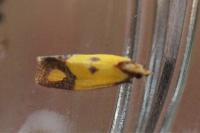 Agapeta zoegana
