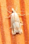 Eucosma conterminana